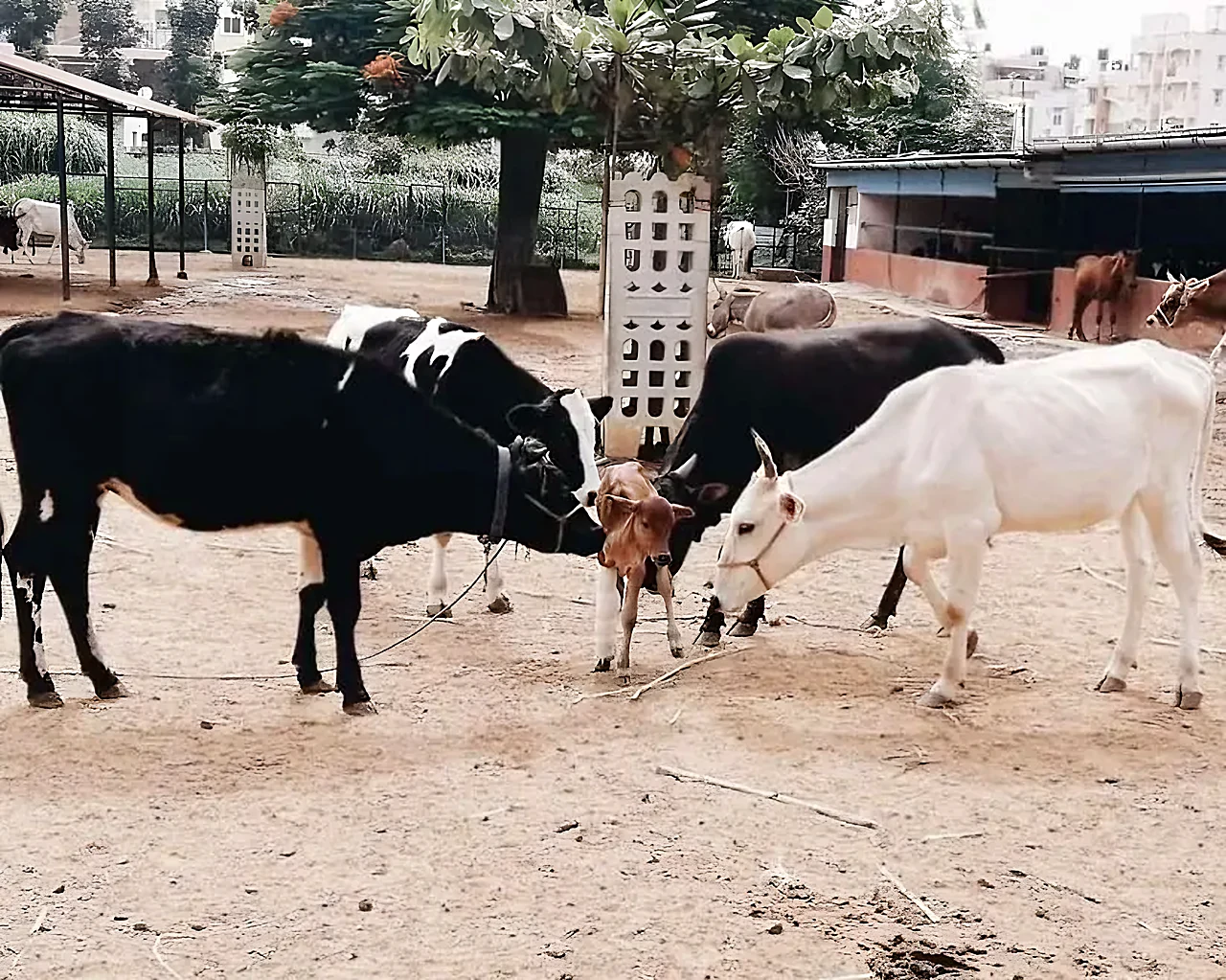 Cattle at Gaushala